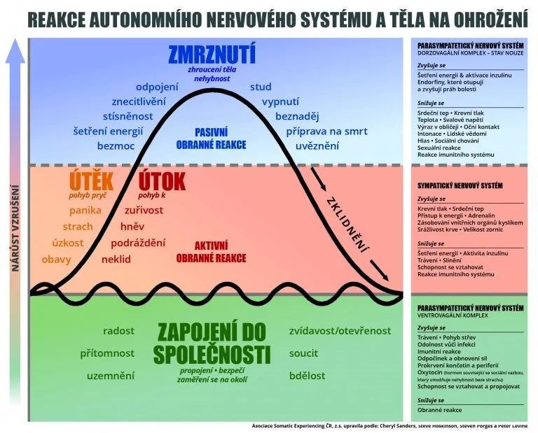 Schéma reakcí nervové soustavy